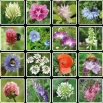 Blossombs Frøbombe - Gavedekoration 