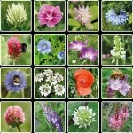 Blossombs Frøbombe - Gavedekoration