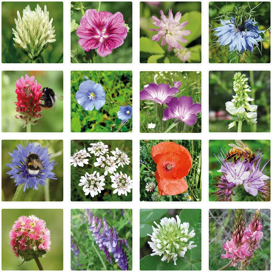 Blossombs Frøbombe - gavepynt "Bedste venner" - fugl (1 stk)