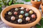 Blossombs Frøbombe - gavedekoration 