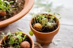 Blossombs Frøbombe - gavedekoration 