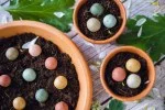 Blossombs Frøbomber - Gavesæt mini - Tusind gange tak for alt (4 stk) - giv en blomst på en anden måde