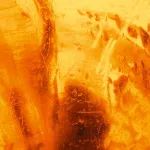 Cool Water Intense parfumeret vand til mænd 125 ml