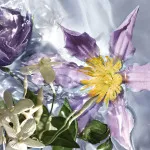 Aqua Allegoria Flora Salvaggia eau de toilette til kvinder 125 ml