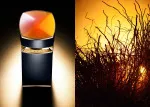 Le Gemme Ambero Eau de Parfum til mænd 100 ml