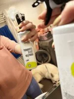 Natasha Citronrens til badeværelset - spray (500 ml) - velegnet til hjem med hårdt vand