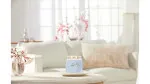 Clean Cotton signature lys mellem 368 g
