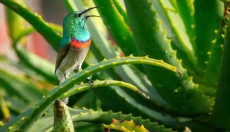 Hvordan man bruger aloe vera i din daglige pleje