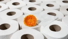 Bambus toiletpapir ændrer tilgangen til hygiejne