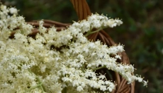 Sundhedsmæssige fordele ved hyldebærlikør og dens forberedelse