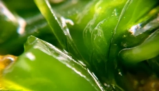 Chlorofyl hjælper med at afgifte og regenerere kroppen