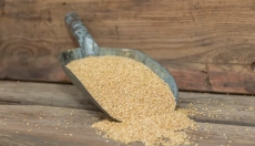 Sundhed og økologi går hånd i hånd med sorghum