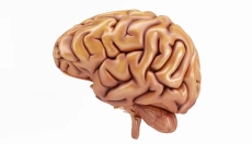 Nootropika: Hvordan forbedre hjernen og leve livet fuldt ud?