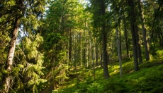 Pink støj bringer en roligere sindstilstand og dybere søvn.
