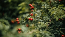 Hybenolie vil hjælpe med at lindre din hud, fugte og hele ar